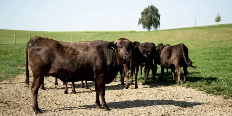 Wagyu-Rinder auf einer Weide