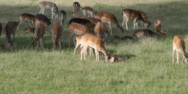 Damwild auf einer grünen Wiese in freier Natur