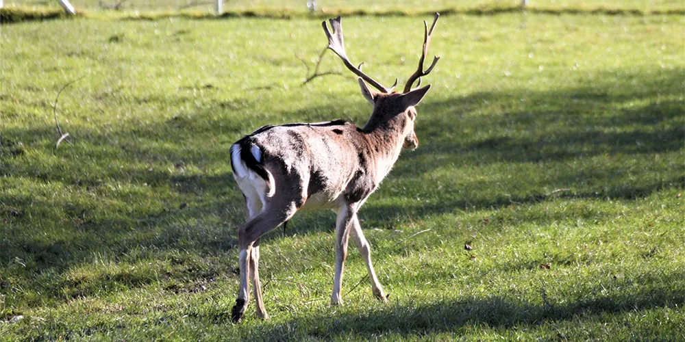 Damwild auf einer Wiese mit Geweih