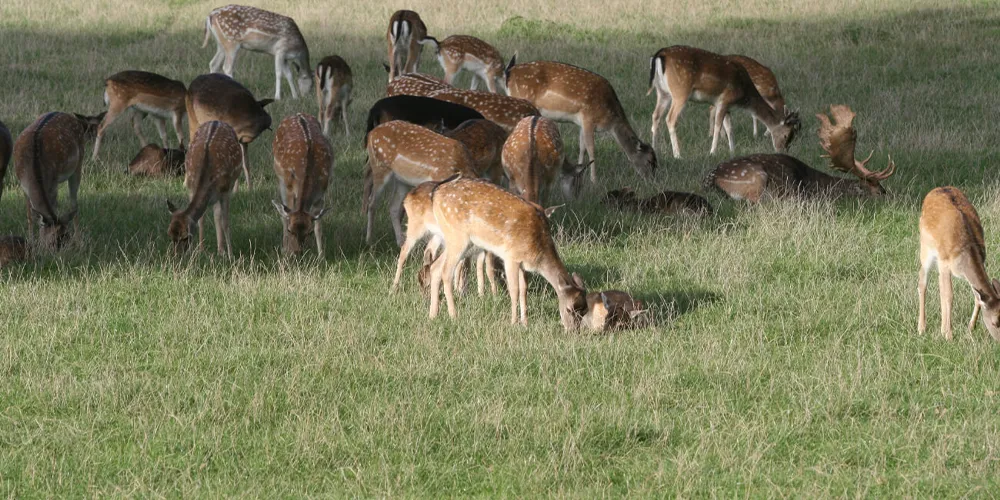 Damwild auf einer grünen Wiese in freier Natur