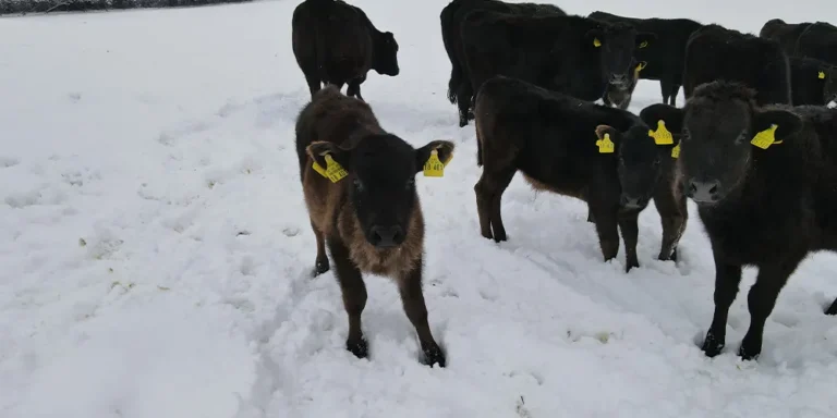 Wagyu im Schnee auf der Weide