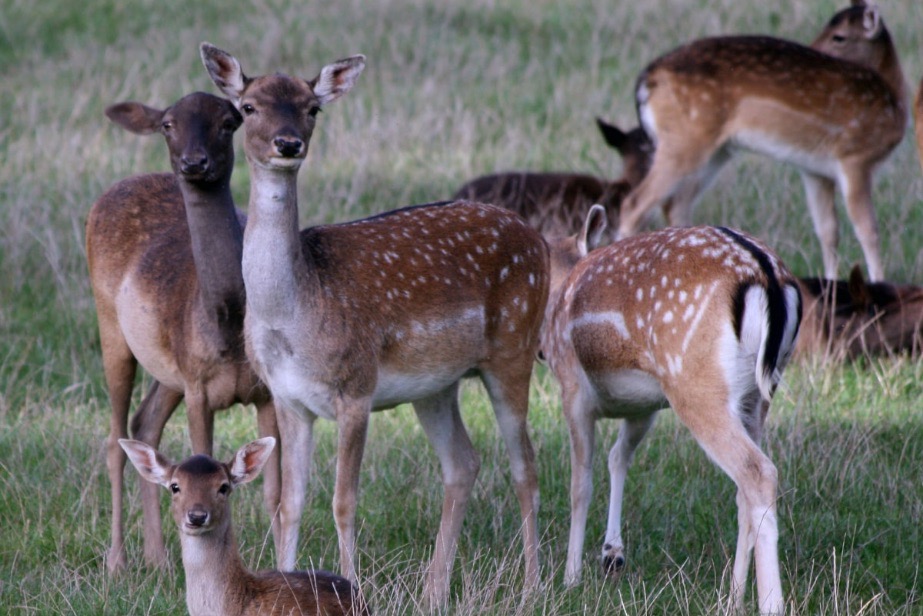 Damwild Auf Der Weide
