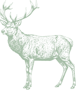 Illustration Damwild