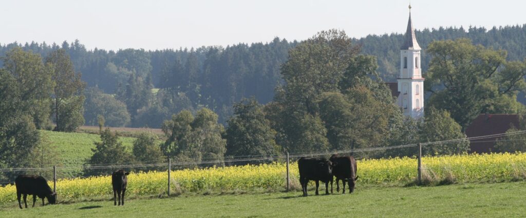 Kühe Auf Der Weide