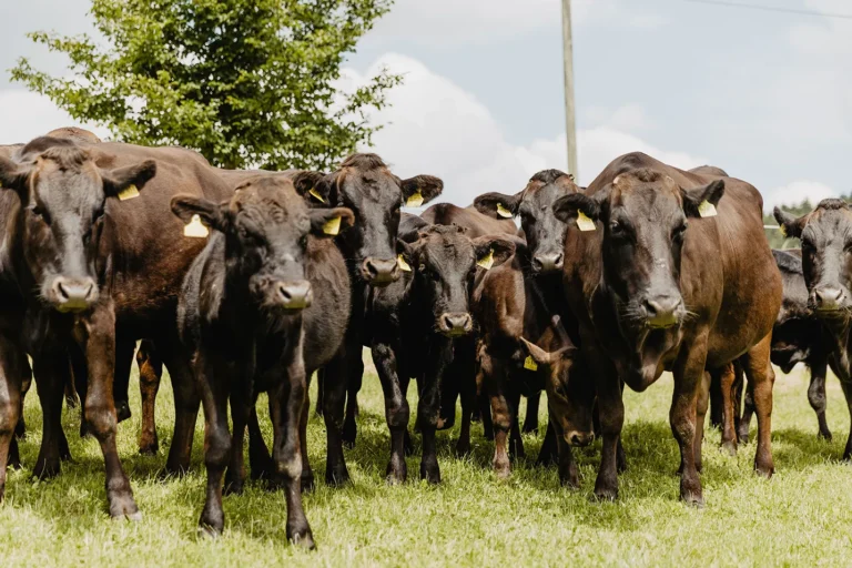 Bader Biohof Wagyu Rinder